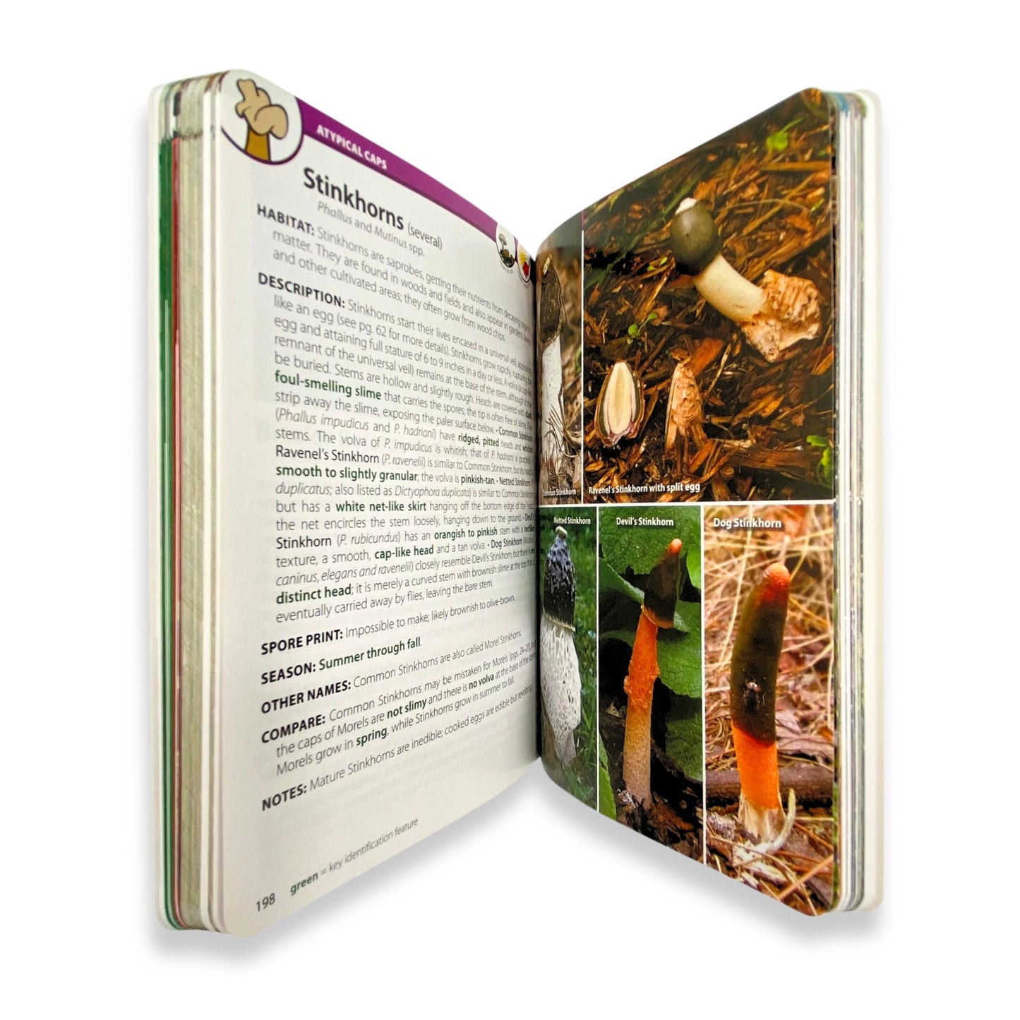 Mushroom book adventure nature inspired