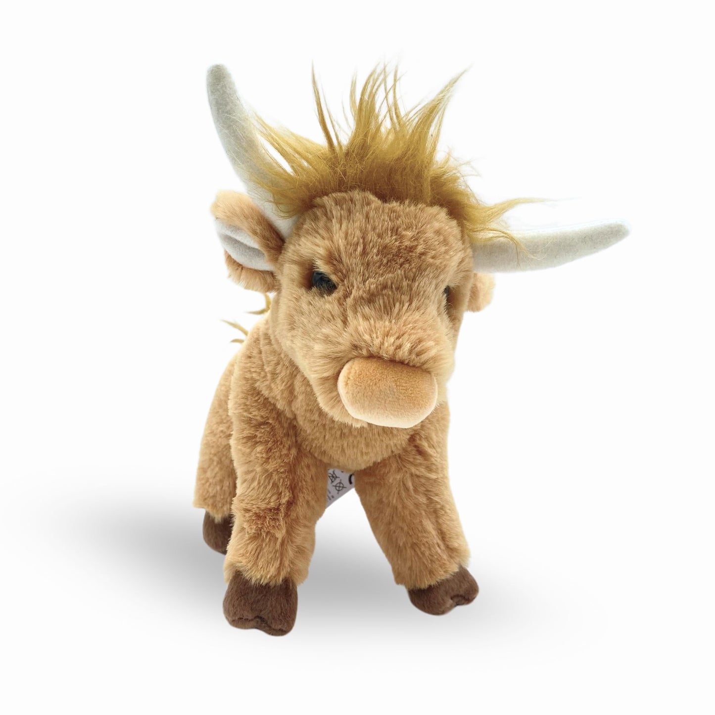 Scottie the brown highland cow