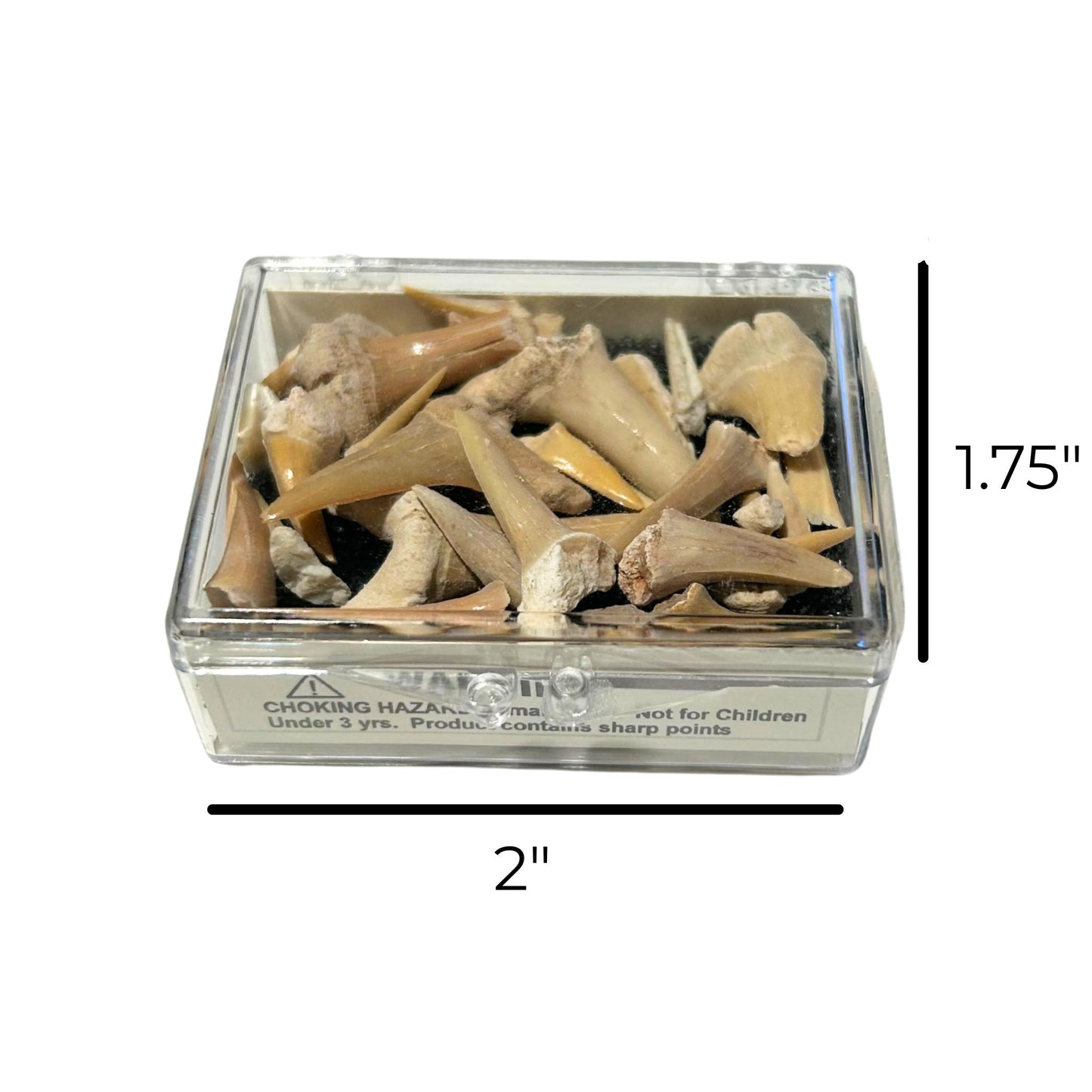 Shark Teeth - Box of Fossils