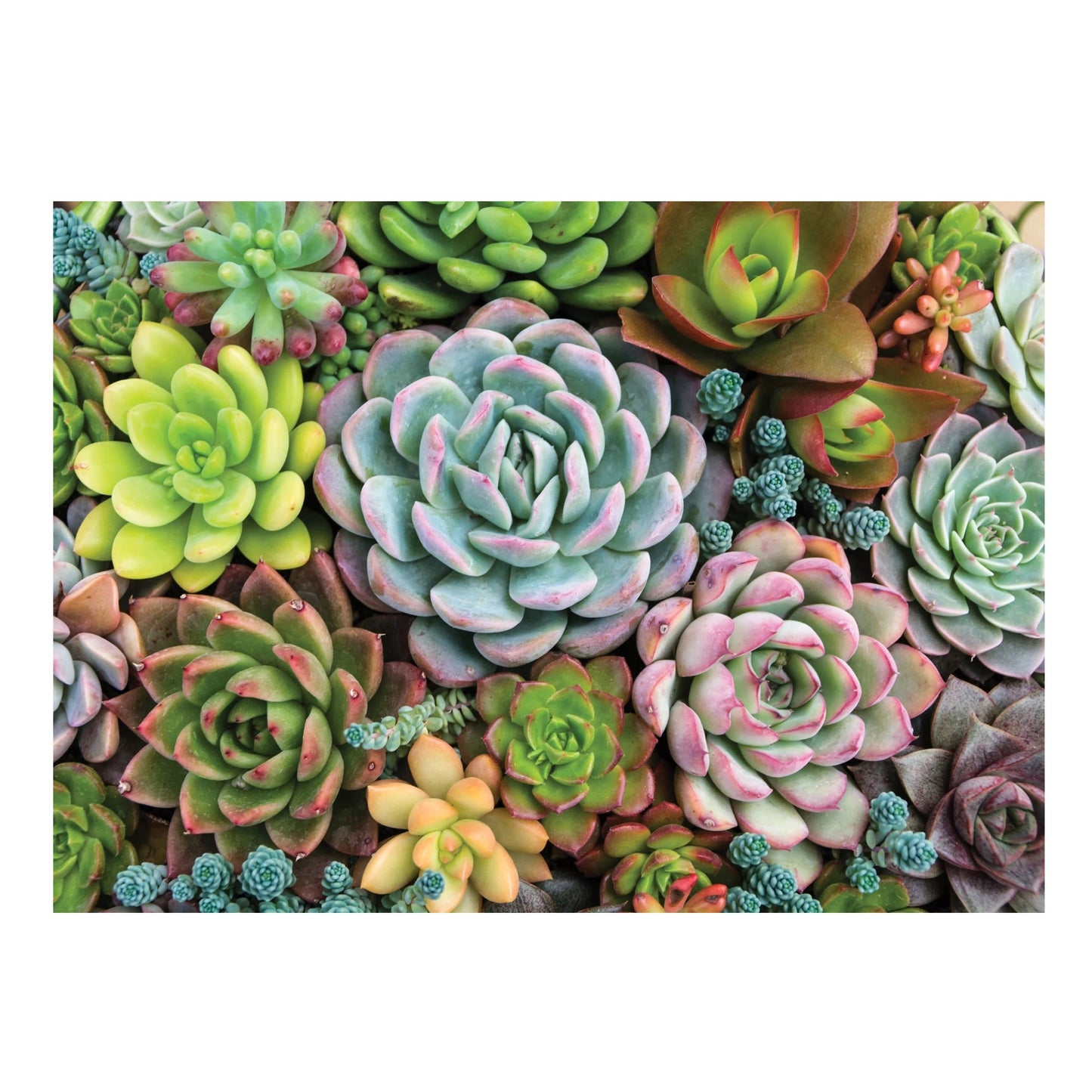 Succulent Plant Nature Puzzle 1000 Pieces