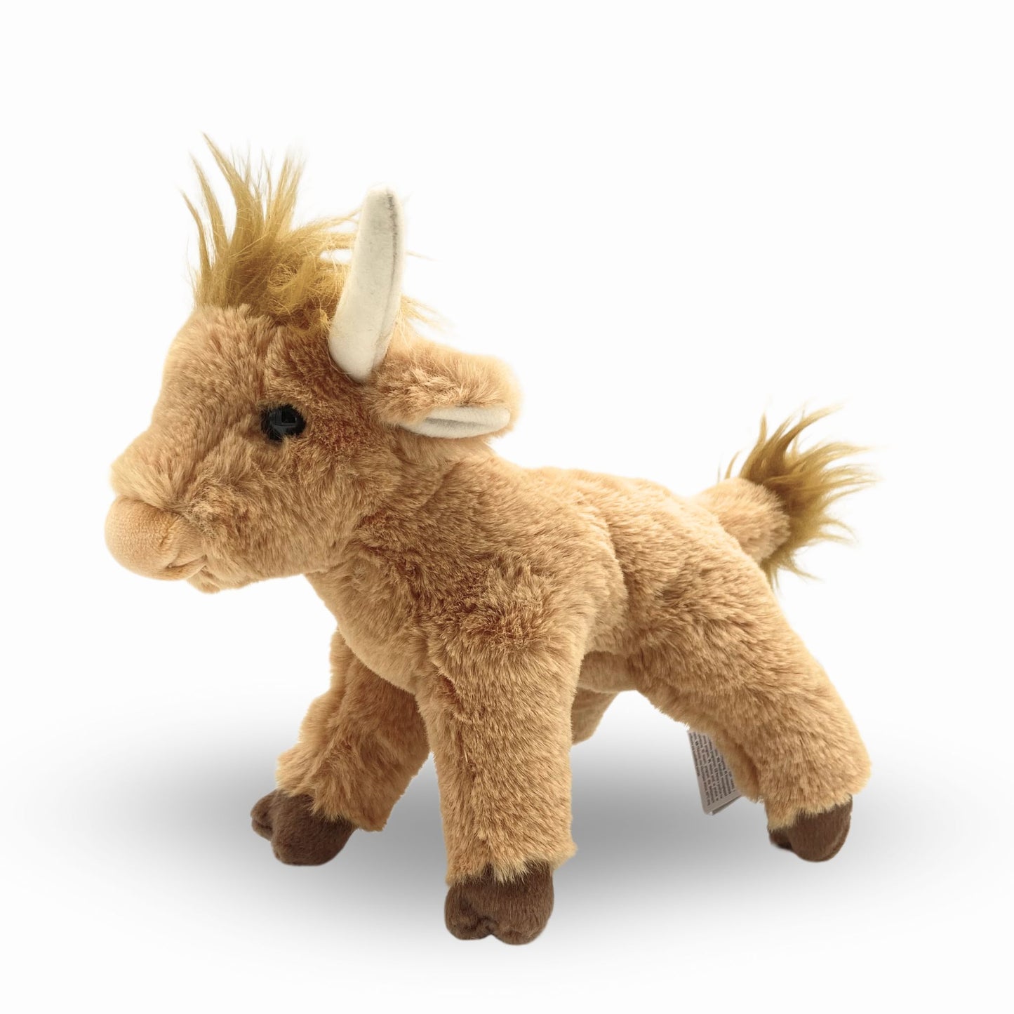 scottie the highland cow
