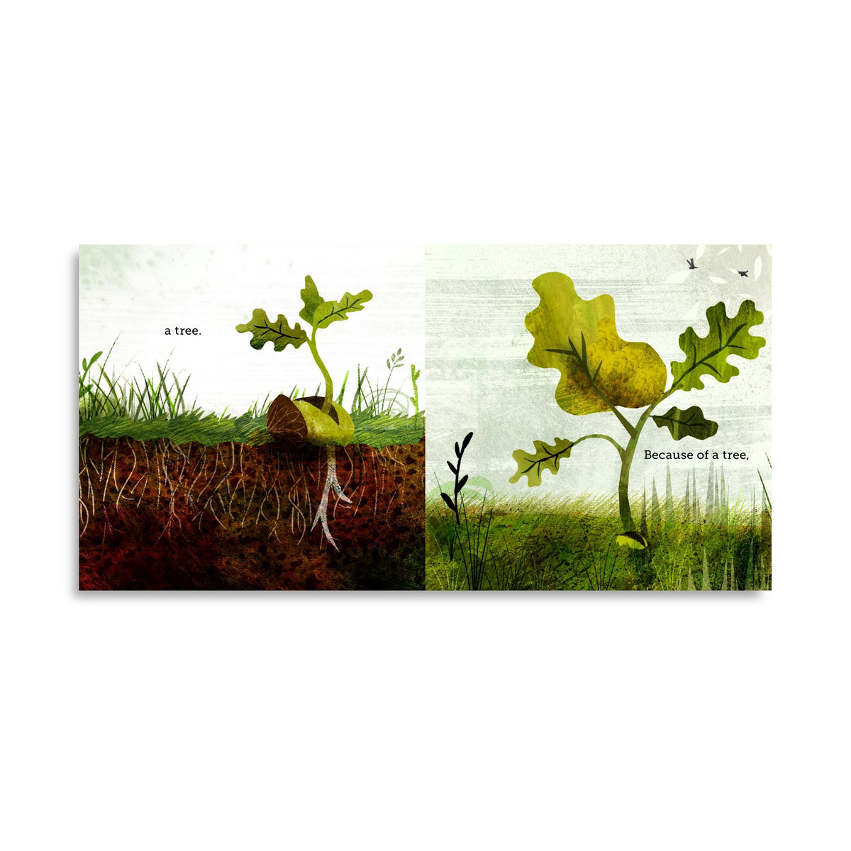 Because of an Acorn - Lola M Schaefer