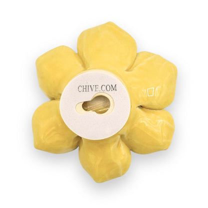 Buttercup Yellow Daffodil Flower