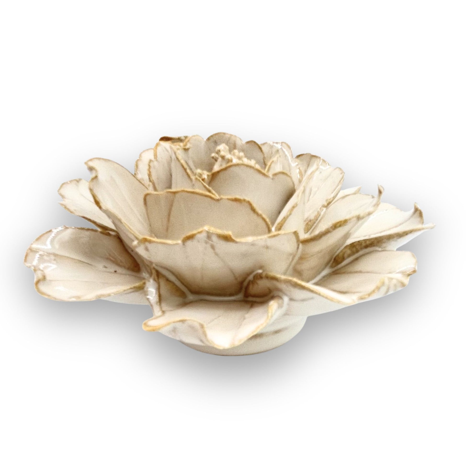 Ivory White Rose Bloom