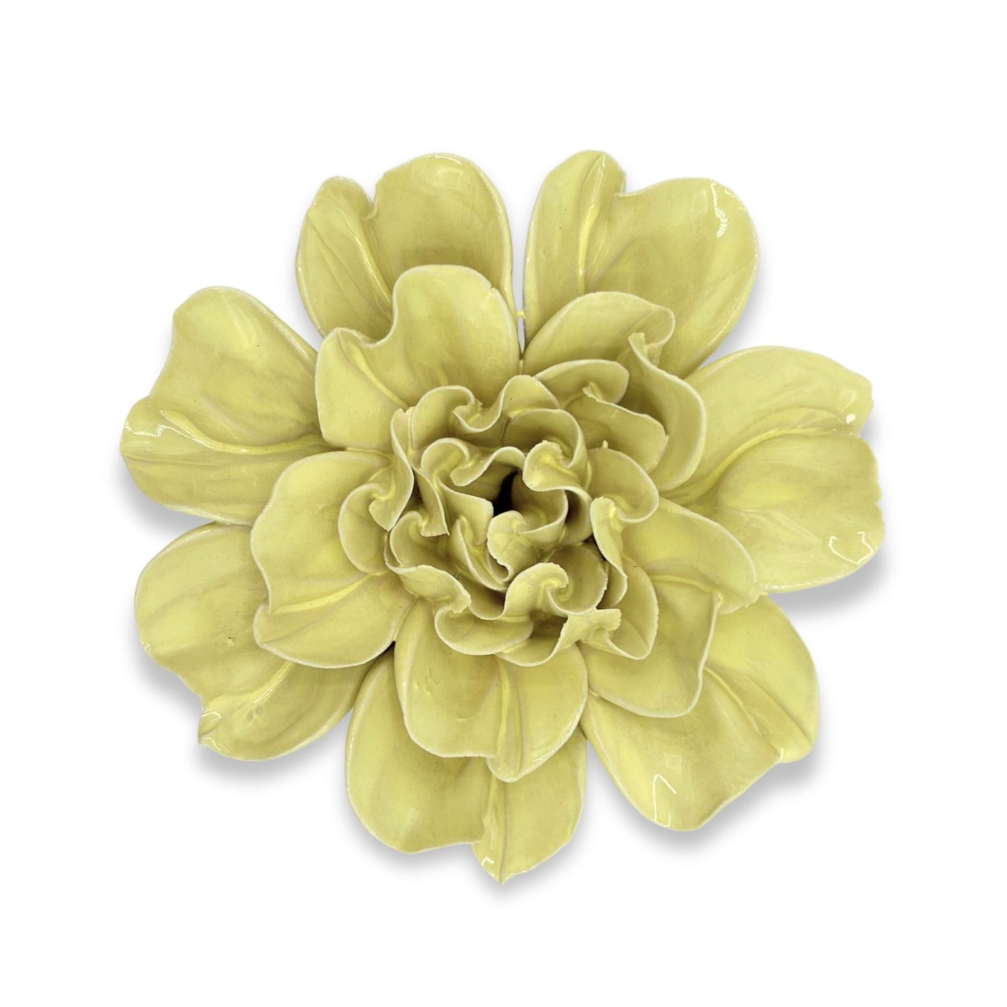 Lime Yellow Larkspur