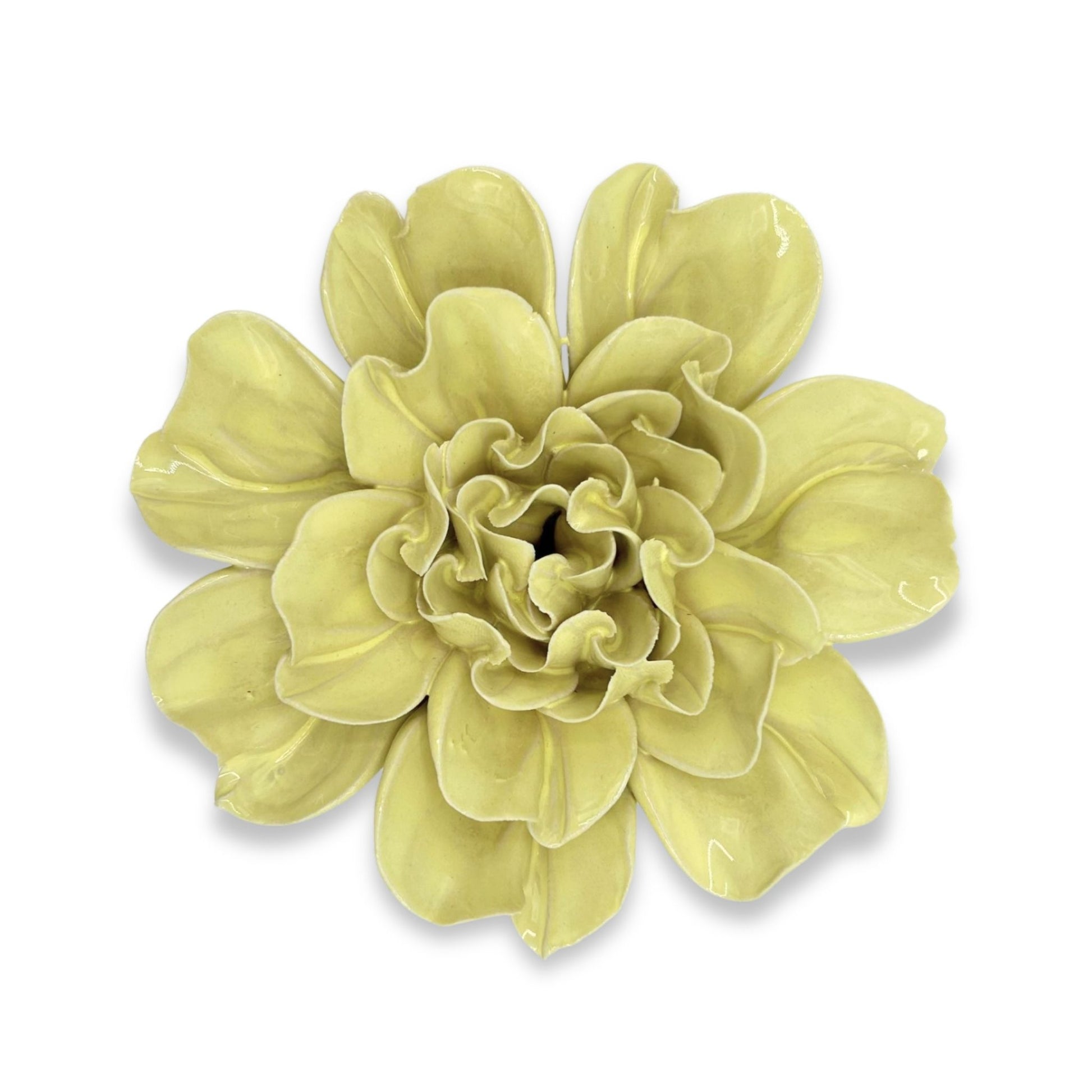 Lime Yellow Larkspur