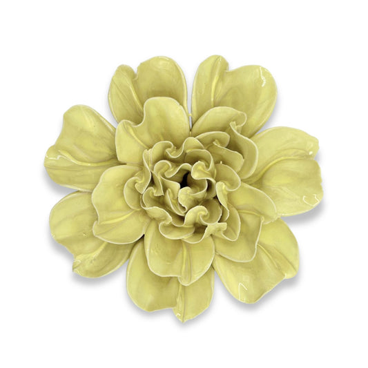 Lime Yellow Larkspur