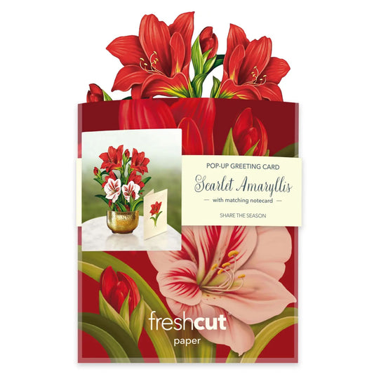 Scarlett Amaryllis popup card
