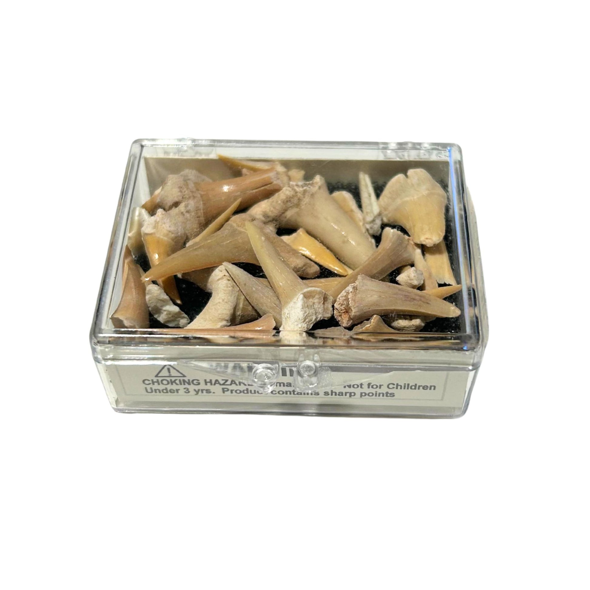 Shark Teeth - Geo Central