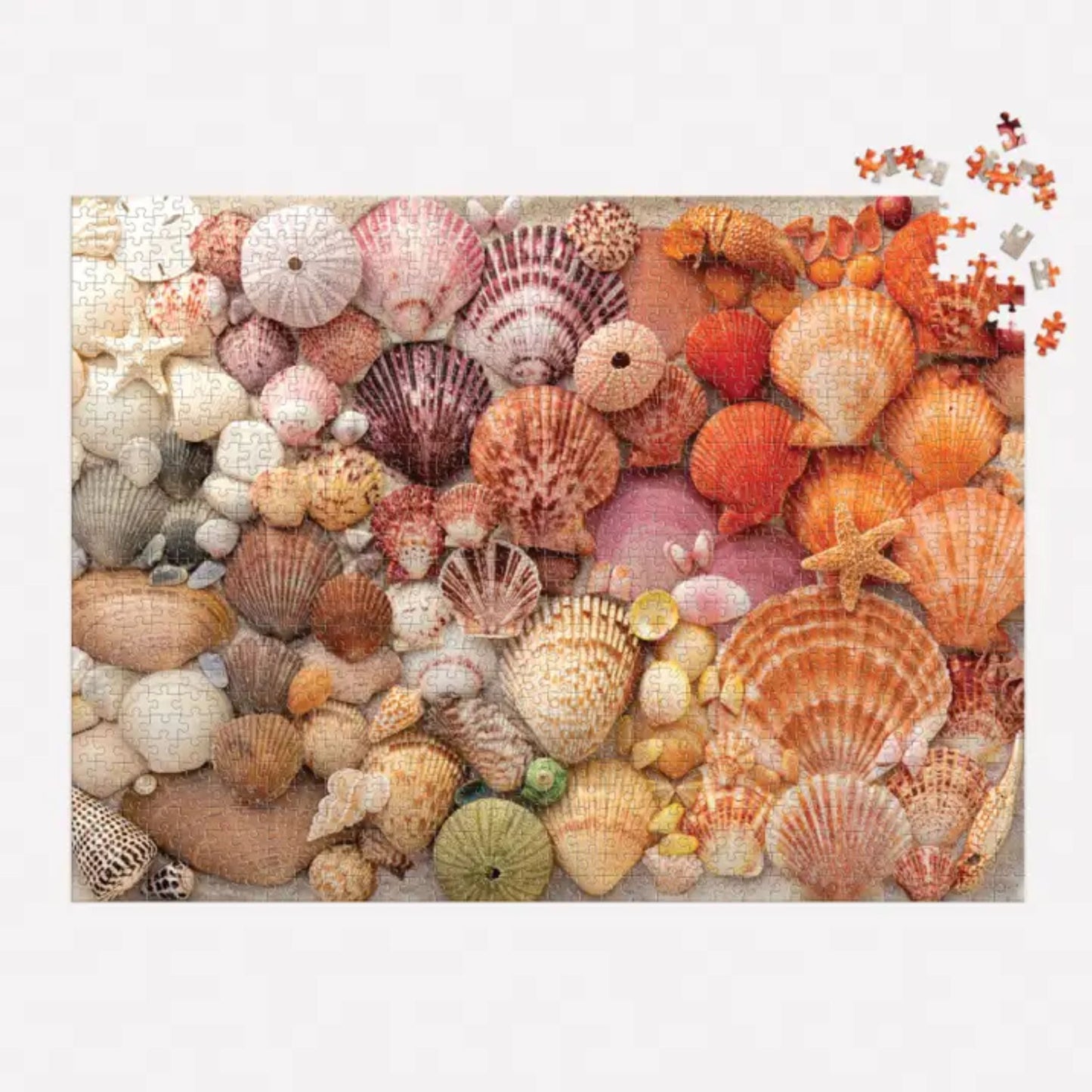 Vibrant Sea Shells 1000 piece puzzle